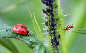 Marienkäfer und Ameise auf Stengel mit Blattläusen.
Bildnachweis: Myriams-Fotos pixabay.com