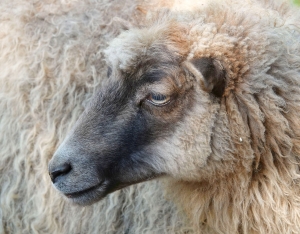 Ein Schafskopf.
Bildquelle: Uschi Dugulin pixabay.com